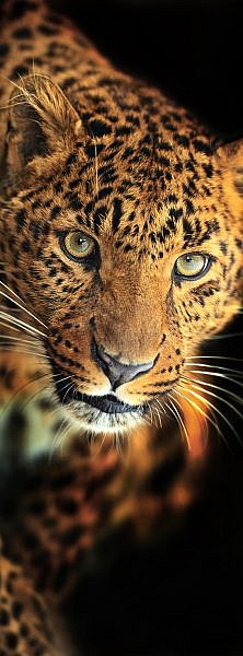 Фотопанно Леопард, размер 100×270