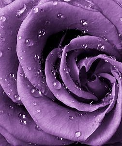 Фотопанно Роза фиолет, размер 200x238 (038)