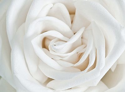 Фотопанно Роза белая, размер 200x147 (061)