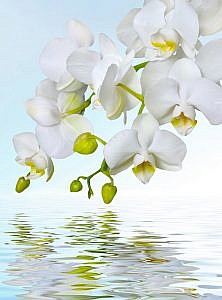 Фотопанно Орхидея над водой, размер 200x270 (244)