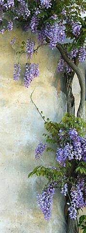 Фотопанно Цветы на стене, размер 100x270 (292)