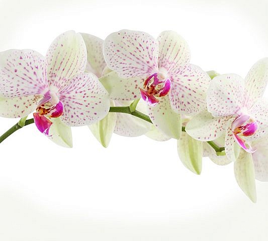 Фотопанно Орхидея веточка, размер 300x270 (394)