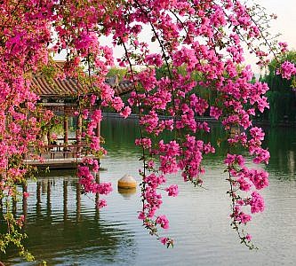 Фотопанно Цветущие ветви в саду Китая, размер 300x270 (077)