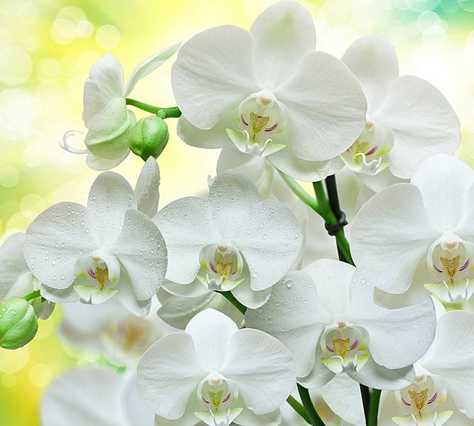 Фотопанно Белые орхидеи, размер 300×270 (B1-085)