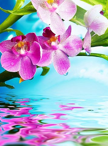 Фотопанно Цветки орхидеи, размер 200x270 (096)