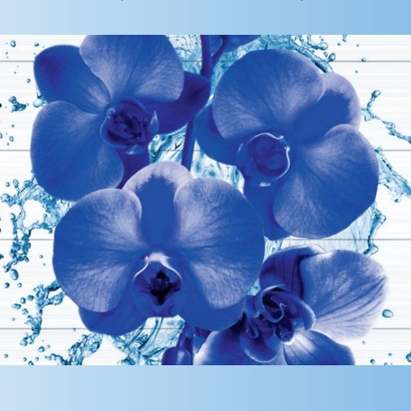 Синяя орхидея